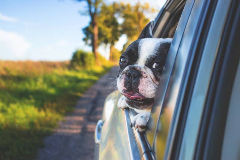 Taxi acceptant les animaux domestiques au départ d'Aix en Provence dans les Bouches du Rhône